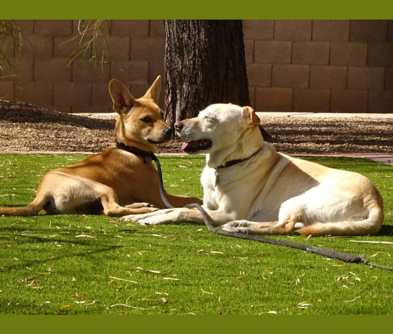 Bean, a Chow Chow and Chihuahua mix tested with EmbarkVet.com