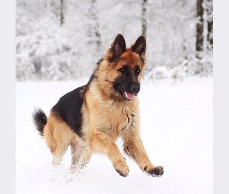 Bergen, a German Shepherd Dog tested with EmbarkVet.com