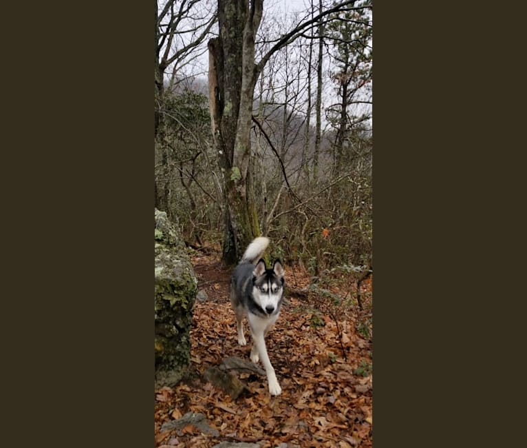 Photo of Teko, a Siberian Husky 