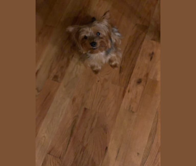 Photo of Mellona Fendi Dior, a Yorkshire Terrier  in New York, USA