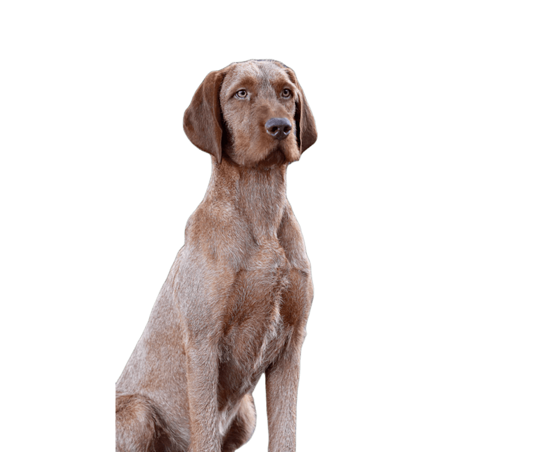 Janós, a Wirehaired Vizsla tested with EmbarkVet.com