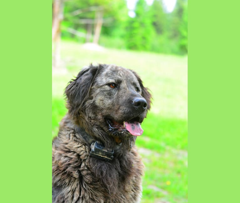 Photo of Infi, a Great Pyrenees, Anatolian Shepherd Dog, and Mixed mix in Oklahoma, USA