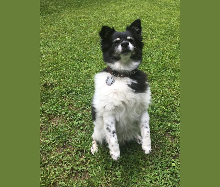 Piper, an American Eskimo Dog and Pomeranian mix tested with EmbarkVet.com
