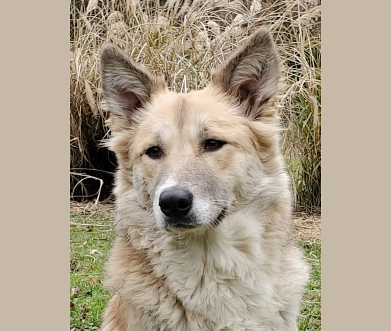 Nelson, an Arabian Village Dog tested with EmbarkVet.com