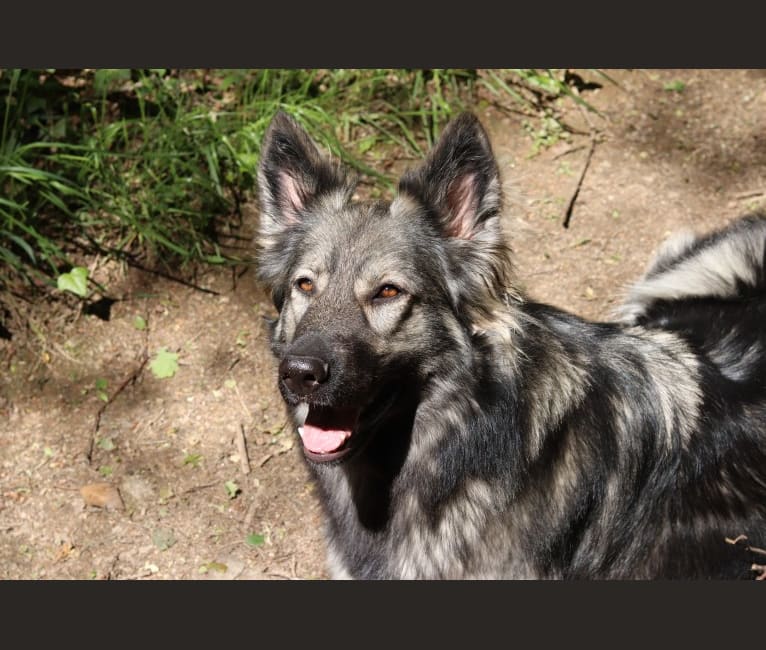 Photo of C'haërys, a German Shepherd Dog  in Oberhaslach, France