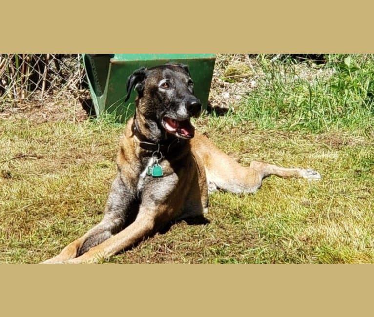 Jethro, a Belgian Malinois and American Pit Bull Terrier mix tested with EmbarkVet.com
