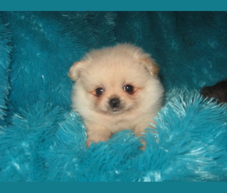 Falkor, a Pekingese and Pomeranian mix tested with EmbarkVet.com