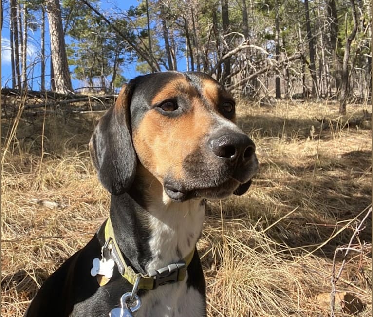 Huey, a Bluetick Coonhound and Treeing Walker Coonhound mix tested with EmbarkVet.com