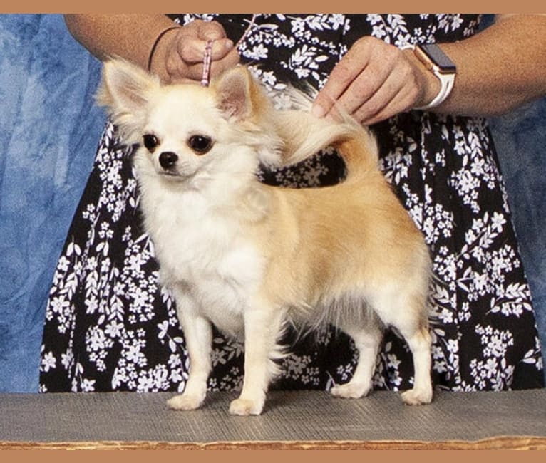Wonder, a Chihuahua tested with EmbarkVet.com