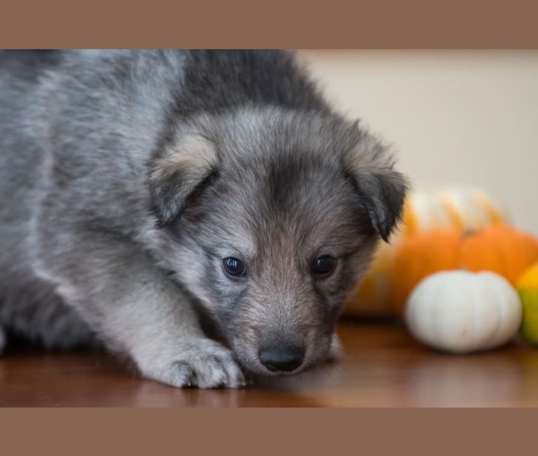 Ciri, a Siberian Husky and Karelian Bear Dog mix tested with EmbarkVet.com