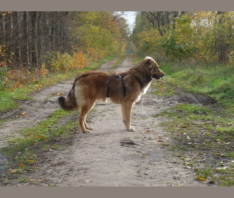 Pelle, an Eastern European Village Dog tested with EmbarkVet.com