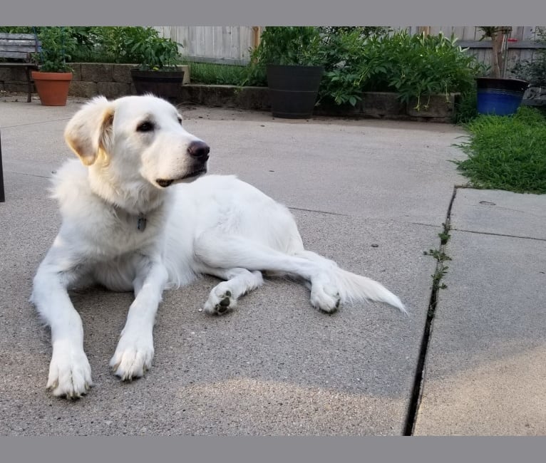 Sebastian, a Great Pyrenees and Great Dane mix tested with EmbarkVet.com