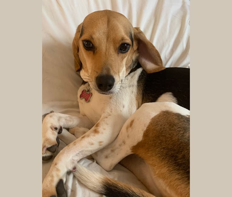 Rosie, a Beagle and Golden Retriever mix tested with EmbarkVet.com