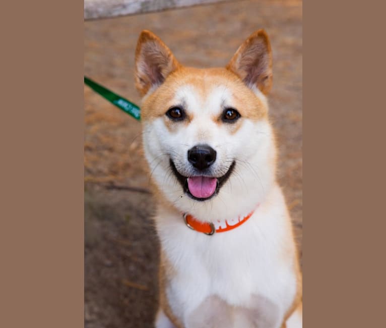 Sumi, a Japanese or Korean Village Dog and Akita Inu mix tested with EmbarkVet.com