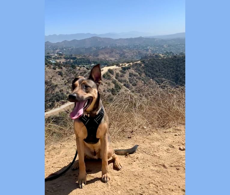 embark dog dna test breed
