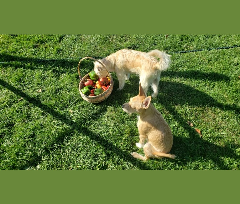 Walt, a Miniature Pinscher and Yorkshire Terrier mix tested with EmbarkVet.com