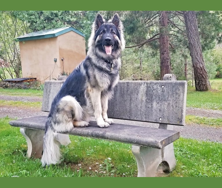 Lykos, a Shiloh Shepherd tested with EmbarkVet.com