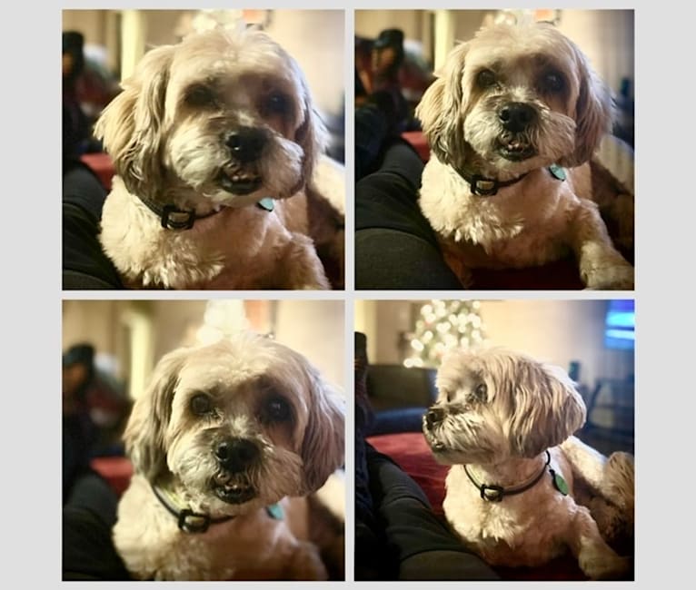 Charles, a Lhasa Apso (9.6% unresolved) tested with EmbarkVet.com