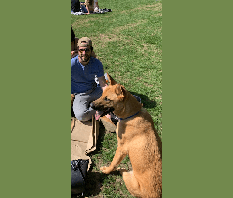 Scooby, a German Shepherd Dog and American Pit Bull Terrier mix tested with EmbarkVet.com