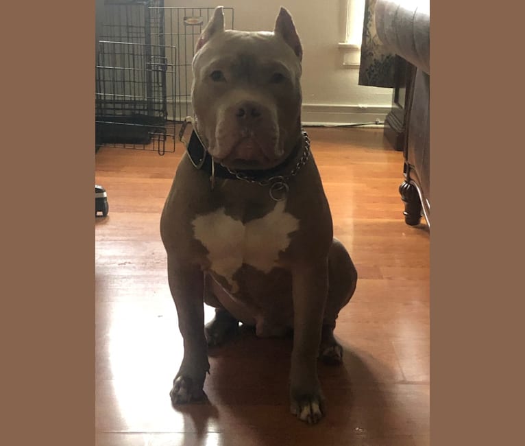 Photo of Giannis, an American Bully  in Vancleave, MS, USA
