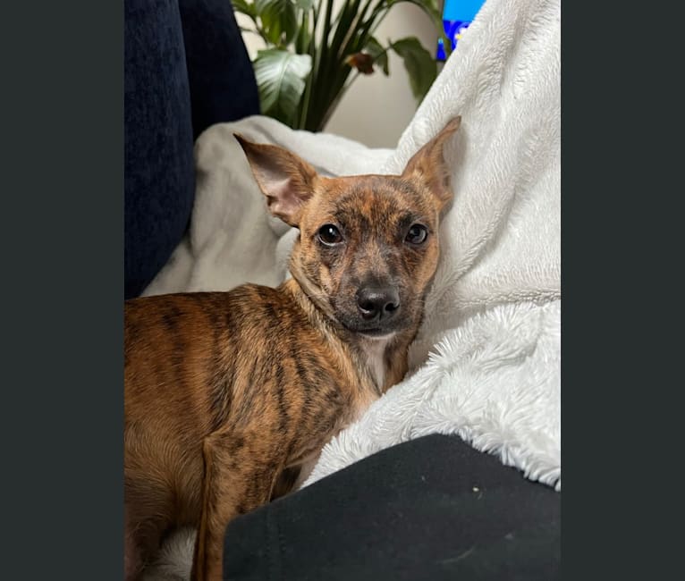 Zuko, a Chihuahua and American Pit Bull Terrier mix tested with EmbarkVet.com