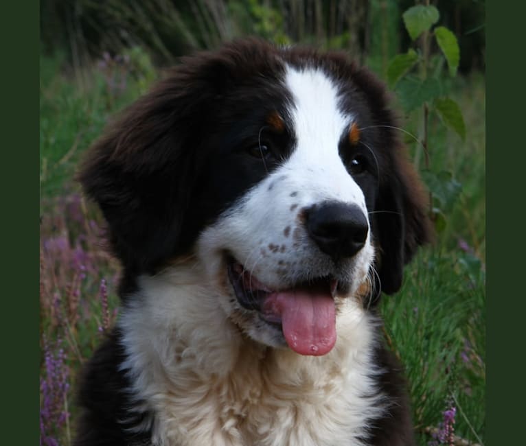 Naevia, a Bernese Mountain Dog tested with EmbarkVet.com