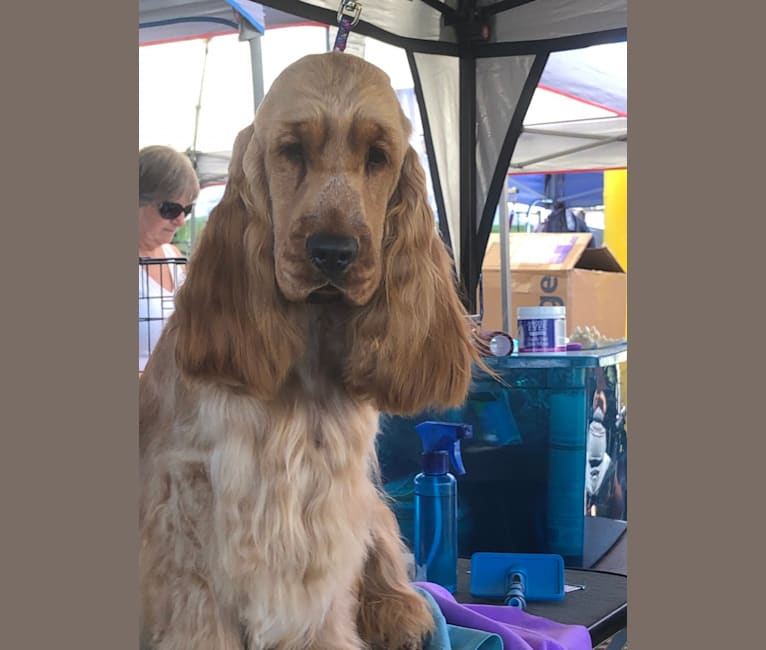 Red, an English Cocker Spaniel tested with EmbarkVet.com