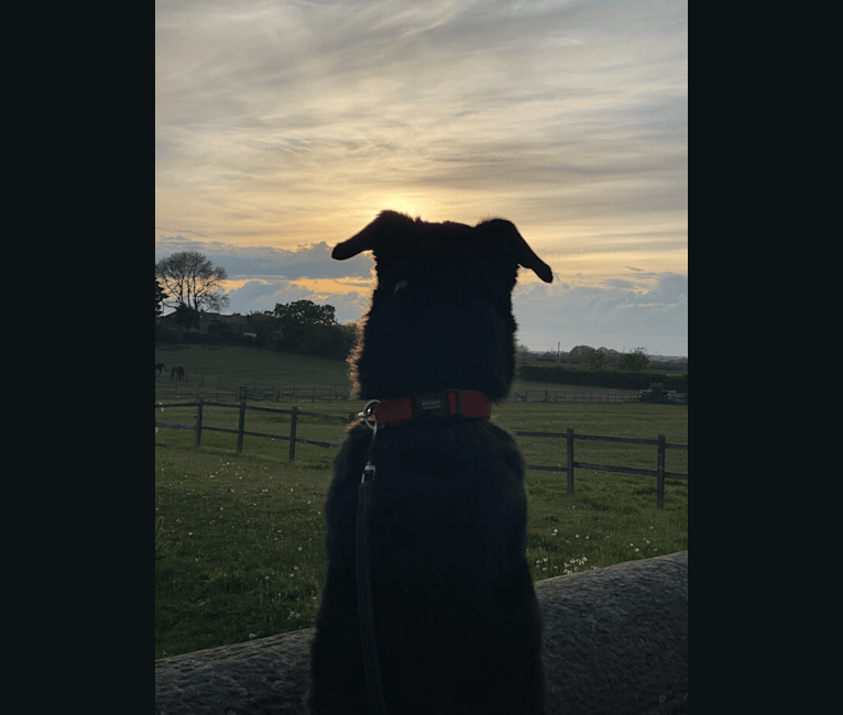 Photo of Charlie, a Poodle (Standard), German Shepherd Dog, Labrador Retriever, Alaskan Malamute, and Siberian Husky mix in Shiremoor, England, United Kingdom