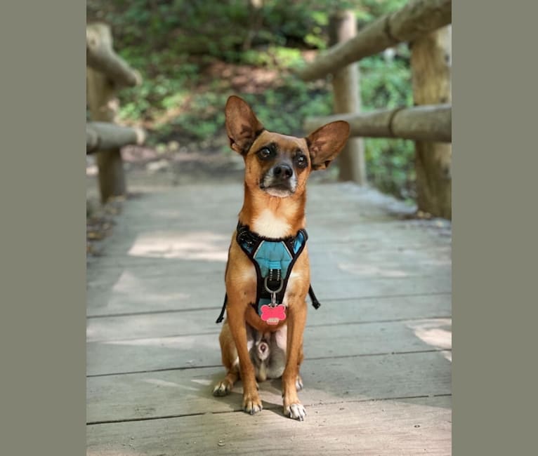 Photo of Louis, a Papillon, Chihuahua, and Dachshund mix in West Virginia, USA