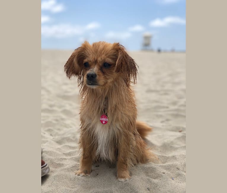 Pomeranian and king charles mix discount