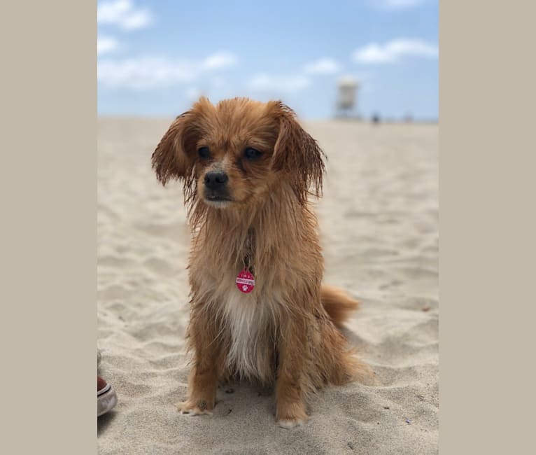 Cleo, a Cavalier King Charles Spaniel and Pomeranian mix tested with EmbarkVet.com