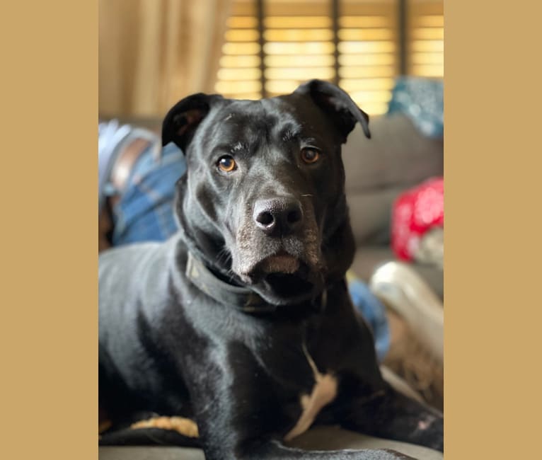 Photo of Donnie, an American Pit Bull Terrier and American Staffordshire Terrier mix in Fort Worth, Texas, USA