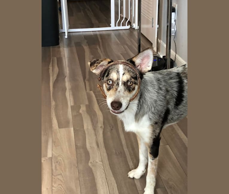 Zuula, an Australian Shepherd and Australian Cattle Dog mix tested with EmbarkVet.com