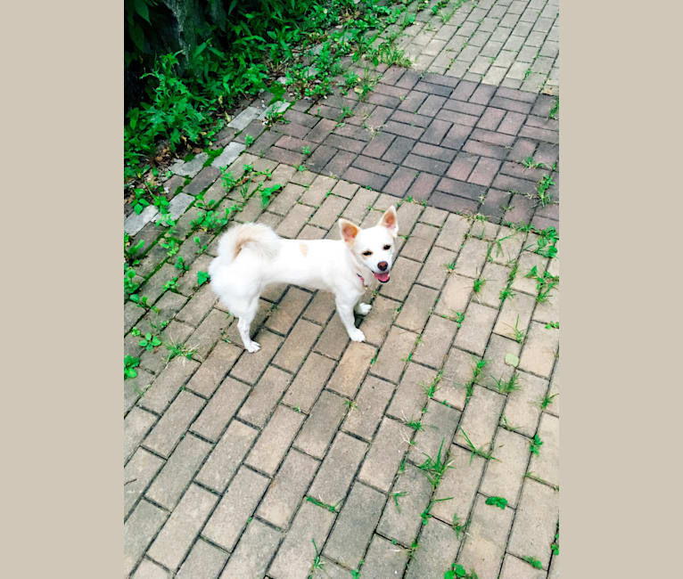 mink, an East Asian Village Dog tested with EmbarkVet.com