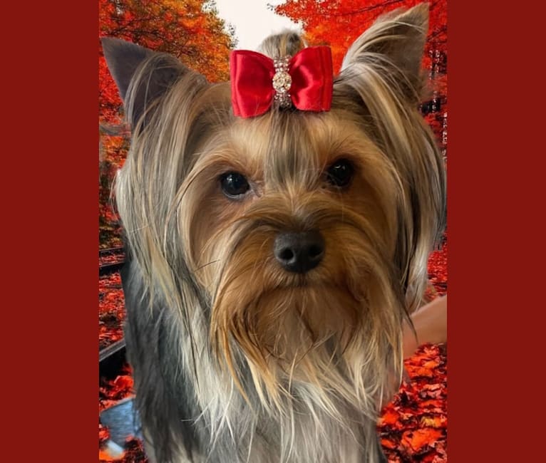 Photo of Abbey, a Yorkshire Terrier  in Torrance, CA, USA