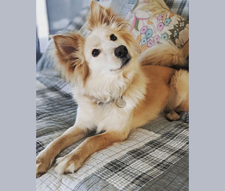 Embark Dog DNA Test Breed