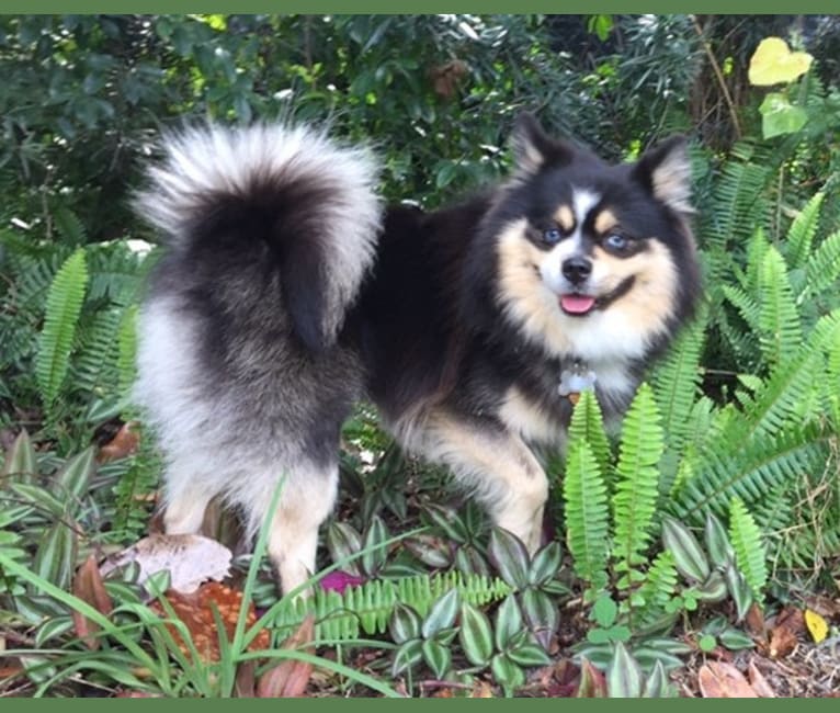 Miles, a Pomsky tested with EmbarkVet.com