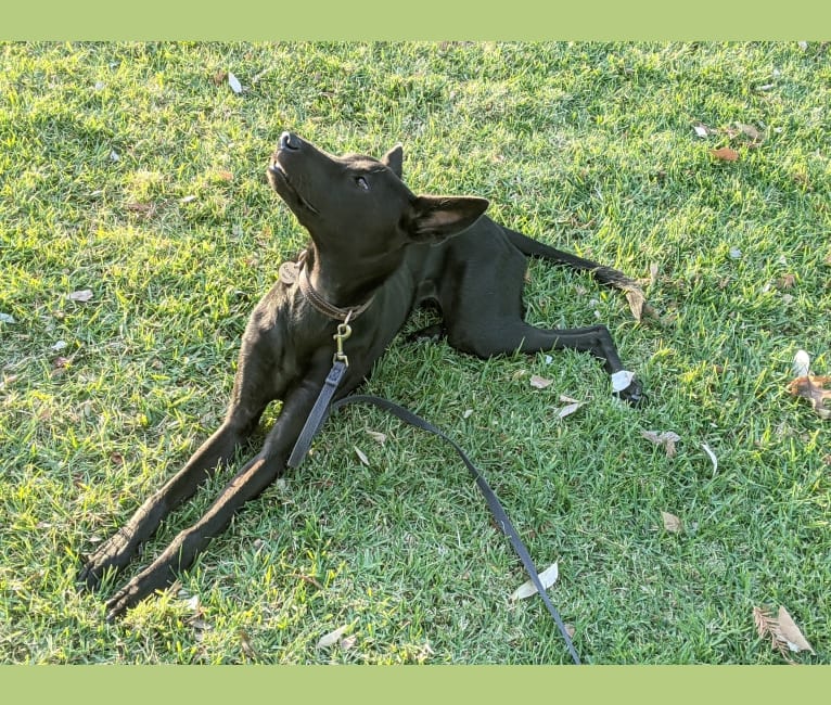 Raven, a Formosan Mountain Dog tested with EmbarkVet.com
