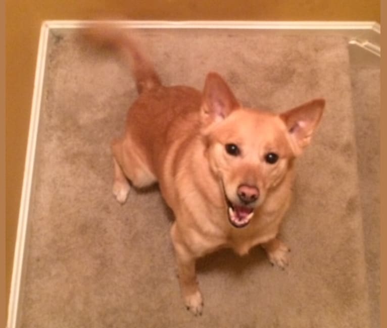Embark Dog Dna Test Breed