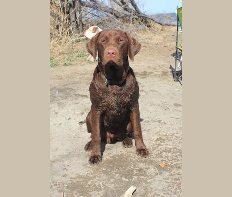 Cascade, a Labrador Retriever tested with EmbarkVet.com