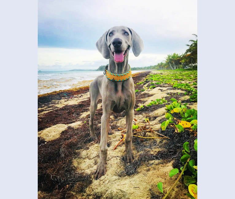 Arya the Weim, a Weimaraner tested with EmbarkVet.com