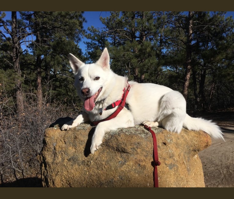 Shadow, an American Eskimo Dog and Australian Cattle Dog mix tested with EmbarkVet.com