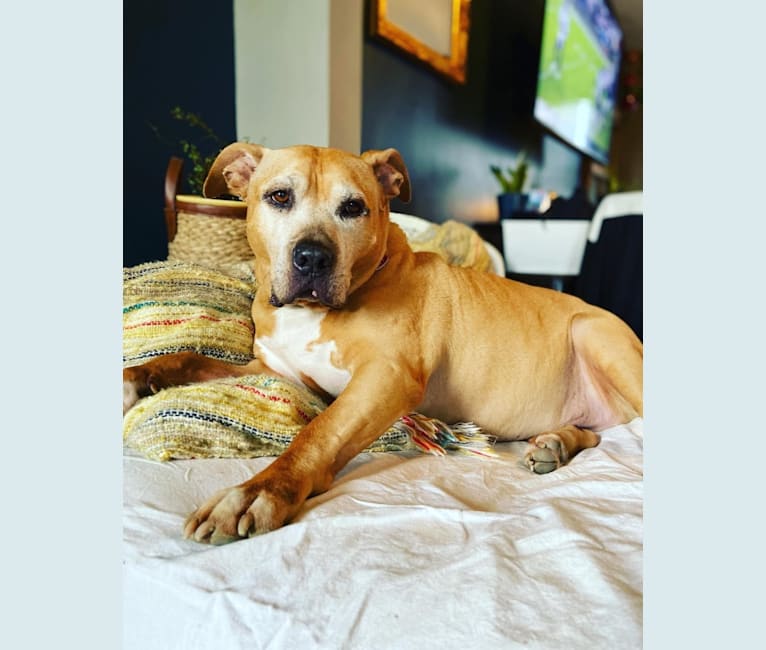 Photo of Smutty, an American Pit Bull Terrier  in Florence, Kentucky, USA