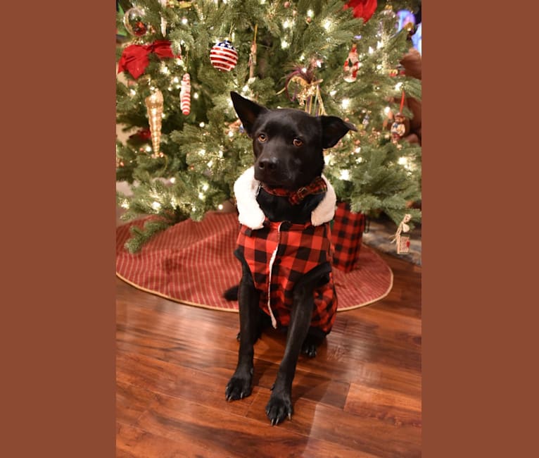 Beau, a Formosan Mountain Dog tested with EmbarkVet.com