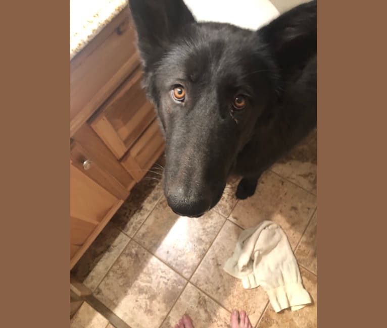 Alaskan cheap noble dog