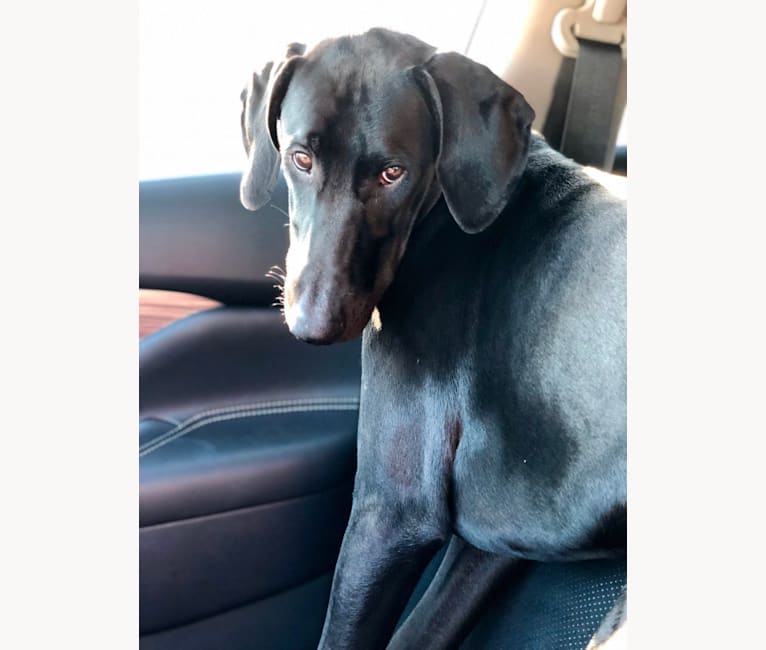 Weimaraner doberman mix sales