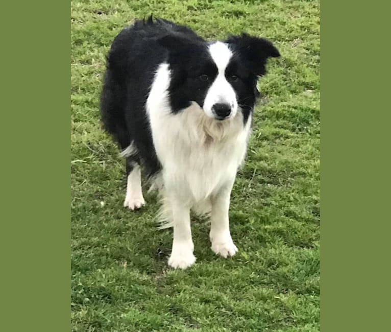 JBK Diamonds R Forever, a Border Collie tested with EmbarkVet.com