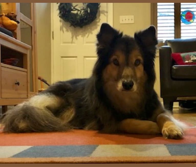 Jake, an Australian Shepherd and German Shepherd Dog mix tested with EmbarkVet.com