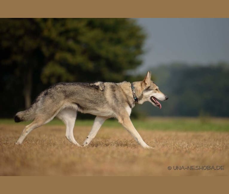 Enya, a Saarloos Wolfdog tested with EmbarkVet.com