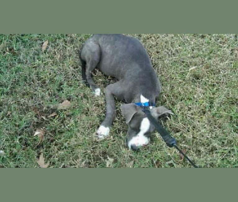 Clyde, an American Bully tested with EmbarkVet.com